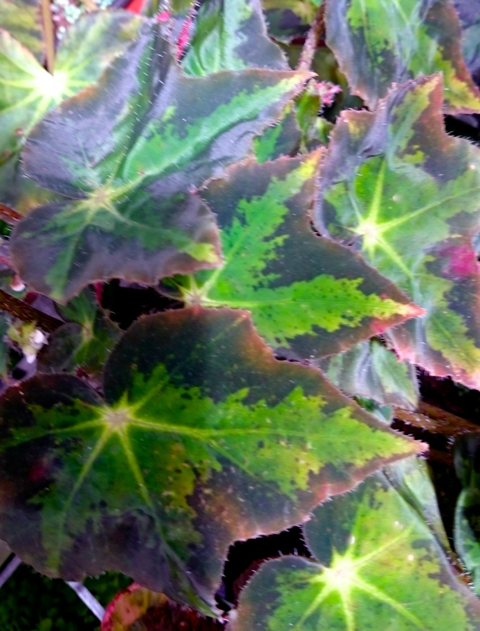 B. ‘Green Between’